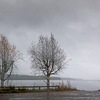 Buy canvas prints of Two Birch Trees By The Lake by Jukka Heinovirta