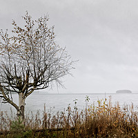 Buy canvas prints of Birch Tree And An Island by Jukka Heinovirta