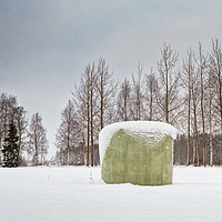 Buy canvas prints of Green Roll Bale Covered With Snow by Jukka Heinovirta