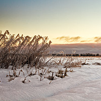 Buy canvas prints of Frozen Willowherbs By The Fields by Jukka Heinovirta