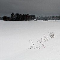 Buy canvas prints of Branches in the Snow by Jukka Heinovirta