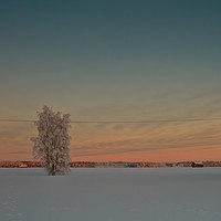 Buy canvas prints of Lonely Tree Covered With Snow by Jukka Heinovirta