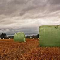 Buy canvas prints of Hay Bales Wrapped In Plastic On The Autumn Fields by Jukka Heinovirta
