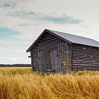 Buy canvas prints of Barn House In The Middle Of The Fields by Jukka Heinovirta