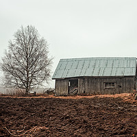 Buy canvas prints of Birch Tree And Barn House On A Rainy Spring Day by Jukka Heinovirta