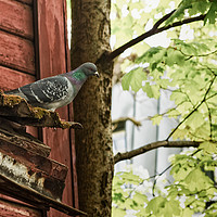 Buy canvas prints of Pigeon Watching Over The Street by Jukka Heinovirta