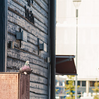Buy canvas prints of Pigeon Sitting On A Wooden Box by Jukka Heinovirta
