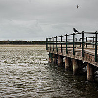 Buy canvas prints of Crow On A Pier Railing by Jukka Heinovirta