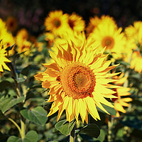Buy canvas prints of Sunflowers Growing On A Field by Jukka Heinovirta