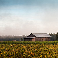 Buy canvas prints of Misty Morning By The Fields by Jukka Heinovirta