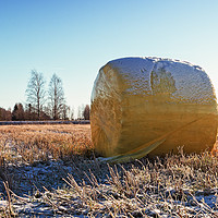 Buy canvas prints of Yellow Bale On The Frosty Fields by Jukka Heinovirta