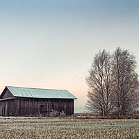 Buy canvas prints of Barn House And Birch Trees On A Frosty Morning by Jukka Heinovirta