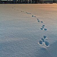 Buy canvas prints of Rabbit Footprints In The Sunset by Jukka Heinovirta