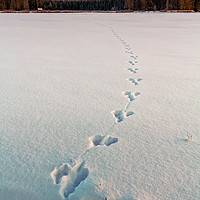 Buy canvas prints of Footprints On The Snow by Jukka Heinovirta