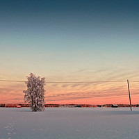Buy canvas prints of Snow Covered Tree In The Sunset by Jukka Heinovirta