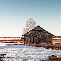 Buy canvas prints of Barn House In The Springtime Sun by Jukka Heinovirta