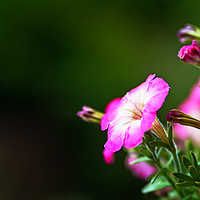 Buy canvas prints of Pink And White Petunia Flower by Jukka Heinovirta