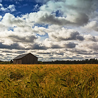 Buy canvas prints of Barn House In The Middle Of The Rye Field by Jukka Heinovirta