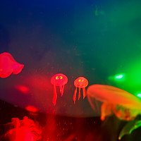 Buy canvas prints of Tiny Jellyfish Twins by Jukka Heinovirta