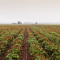 Buy canvas prints of Mist And The Potato Fields by Jukka Heinovirta
