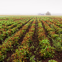 Buy canvas prints of Rows Of Potato On A Misty Morning by Jukka Heinovirta