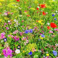 Buy canvas prints of Wildflower Meadow with Colorful Flowers     by Samuel Sequeira