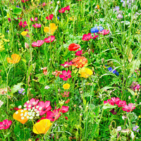 Buy canvas prints of Wildflower Meadow with a Variety of Colourful Flow by Samuel Sequeira