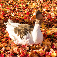 Buy canvas prints of Greylag Goose Laying on a Bed of Colourful Autumn  by Samuel Sequeira