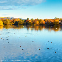 Buy canvas prints of Roath Park Lake in Autumn with Ducks and Swans Swi by Samuel Sequeira
