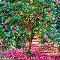 Buy canvas prints of Blooming Camellia Trees with Pink Flowers by Samuel Sequeira