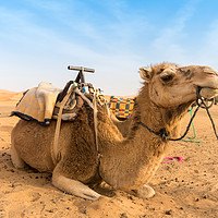 Buy canvas prints of Two Camels sitting in the Desert by Samuel Sequeira