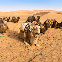 Buy canvas prints of  Camels resting in the  Desert   by Samuel Sequeira