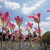 Buy canvas prints of Skyline Tulips by Gary Lanham
