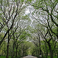 Buy canvas prints of The Trees of Central Park by Gary Lanham
