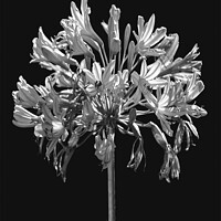 Buy canvas prints of Black and White Lilies Botany Motif Print by Daniel Ferreira-Leite