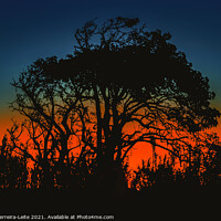 Buy canvas prints of Sunset Nature Silhouette Scene  by Daniel Ferreira-Leite