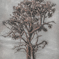 Buy canvas prints of Big Tree Photo Illustration by Daniel Ferreira-Leite