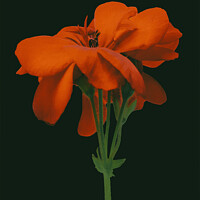 Buy canvas prints of Isolated Photo Red Geranium by Daniel Ferreira-Leite