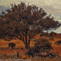 Buy canvas prints of Uruguay countryside landscape by Daniel Ferreira-Leite