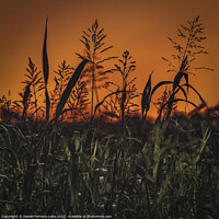 Buy canvas prints of Meadow high contrast landscape by Daniel Ferreira-Leite