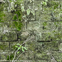 Buy canvas prints of Old stone exterior wall with moss by Daniel Ferreira-Leite