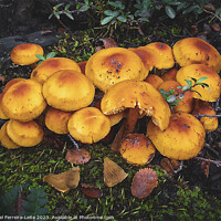 Buy canvas prints of Mushrooms in patagonia forest by Daniel Ferreira-Leite