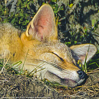 Buy canvas prints of Fox sleeping closeup photo by Daniel Ferreira-Leite