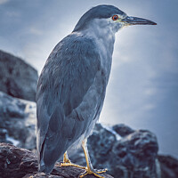 Buy canvas prints of Bird at border of biegle channel  by Daniel Ferreira-Leite