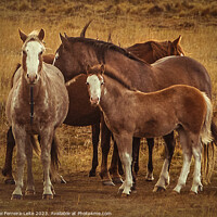 Buy canvas prints of Wild horses at patagonia landscape by Daniel Ferreira-Leite