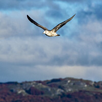 Buy canvas prints of Sea bird flying over cloudy sky by Daniel Ferreira-Leite