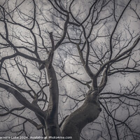 Buy canvas prints of Landscape forest ceiba tree, guayaquil, ecuador by Daniel Ferreira-Leite