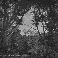 Patagonian Forest Landscape