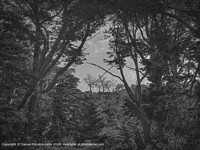 Click to show how this picture will look as a piece of wall art