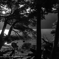 Patagonia Lake Forest Landscape